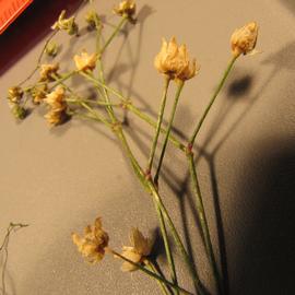   Fruits:   Spergula arvensis ; Photo by M. Meadows, USDA APHIS PPQ, imageID.idtools.org
